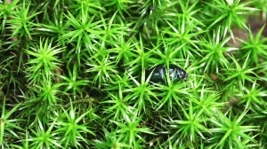 Filmplakat: Der reflektierende Käfer