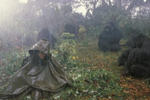 Filmplakat: Gorillas im Nebel